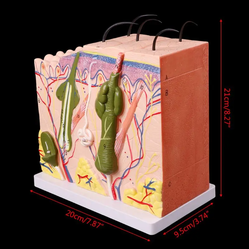 Human Skin Model Block Enlarged Plastic Anatomical Anatomy Teaching Tool enlarged anatomical model
Human Skin Model Block Enlarged Plastic Anatomical Anatomy Teaching Tool enlarged anatomical model