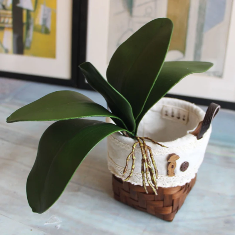 Artificial Phalaenopsis Leaves Home Decor Leaf of Butterfly Orchid Flowers Auxiliary Material Flower Decoration Orchid Leaves
Artificial Phalaenopsis Leaves Home Decor Leaf of Butterfly Orchid Flowers Auxiliary Material Flower Decoration Orchid Leaves