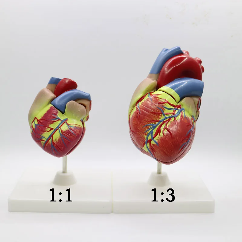 2pcs 1+3 times big PVC Cardiac anatomy heart model Medical teaching tool instructional tool Clinic Figurines
2pcs 1+3 times big PVC Cardiac anatomy heart model Medical teaching tool instructional tool Clinic Figurines