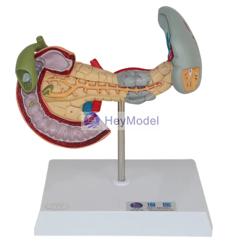 Модель HeyModel Cecum и аппендикс, модель ileum, лимфатическая и желудочно-кишечная обучающая модель
Модель HeyModel Cecum и аппендикс, модель ileum, лимфатическая и желудочно-кишечная обучающая модель