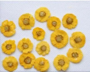 250pcs Pressed Dried Daisy Flower Dry Plants For Epoxy Resin Pendant Necklace Jewelry Making Craft DIY Accessories
250pcs Pressed Dried Daisy Flower Dry Plants For Epoxy Resin Pendant Necklace Jewelry Making Craft DIY Accessories