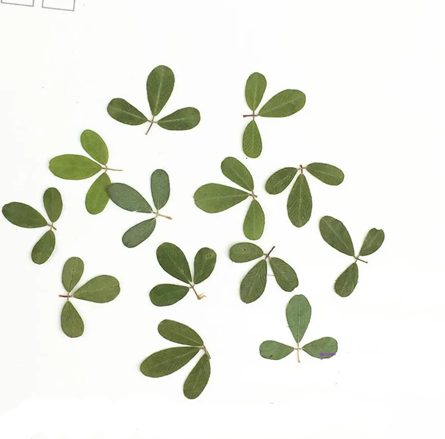 60pcs Pressed Dried Herba Lespedezae Cuneata Leaves Flower Plant Herbarium For Jewelry Postcard Invitation Card Phone Case DIY
60pcs Pressed Dried Herba Lespedezae Cuneata Leaves Flower Plant Herbarium For Jewelry Postcard Invitation Card Phone Case DIY