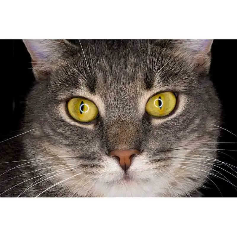 Full Square/Round Diamond Painting cat DIY Diamond Embroidery animal Cross stitch Rhinestone Mosaic Decor HYY
Full Square/Round Diamond Painting cat DIY Diamond Embroidery animal Cross stitch Rhinestone Mosaic Decor HYY