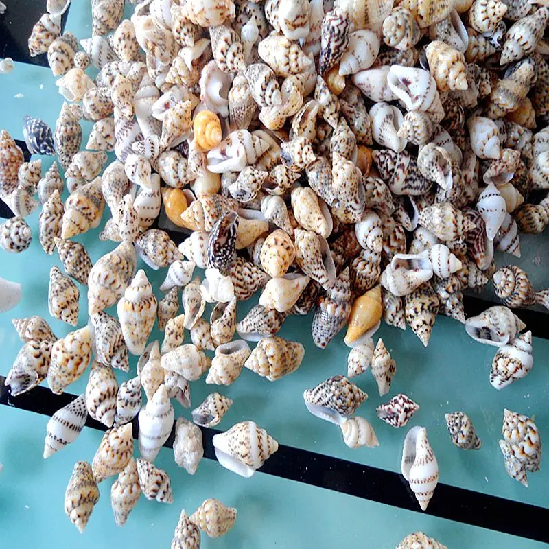 Natural conch shell Natural Very Mini Sea Shell small sea 500pcs for DIY Supplies Natural conch small shell decoration
Natural conch shell Natural Very Mini Sea Shell small sea 500pcs for DIY Supplies Natural conch small shell decoration
