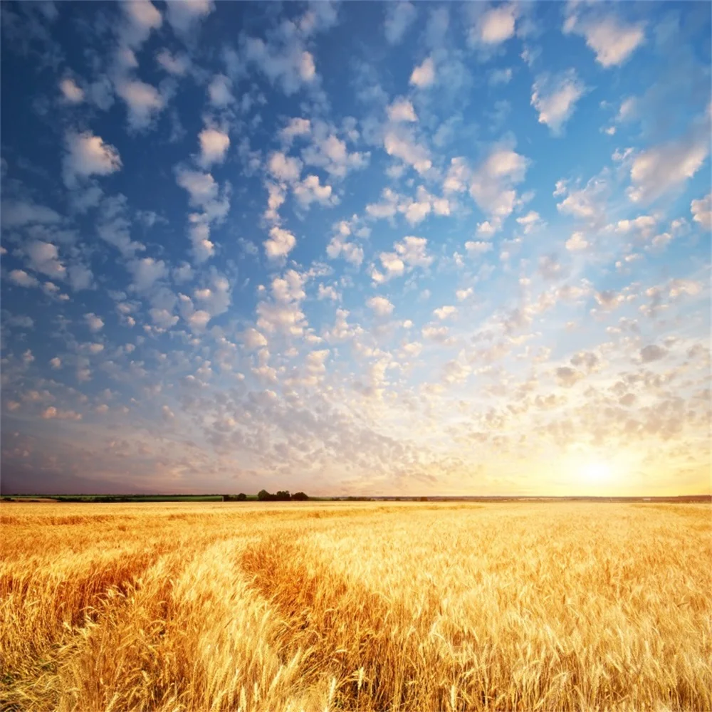 Laeacco Farm Wheat Field Harvest Blue Sky Cloudy Photographic Backgrounds Customized Photography Backdrops For Photo Studio
Laeacco Farm Wheat Field Harvest Blue Sky Cloudy Photographic Backgrounds Customized Photography Backdrops For Photo Studio