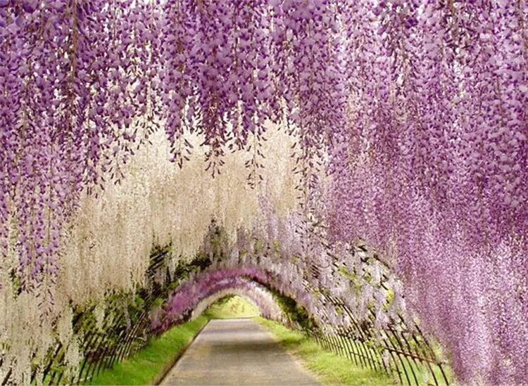 New Arrival Elegant Artificial Silk Flower Vine Home Wall Hanging Wisteria Garland 14 Colors Available For Wedding Xmas Decorati
New Arrival Elegant Artificial Silk Flower Vine Home Wall Hanging Wisteria Garland 14 Colors Available For Wedding Xmas Decorati