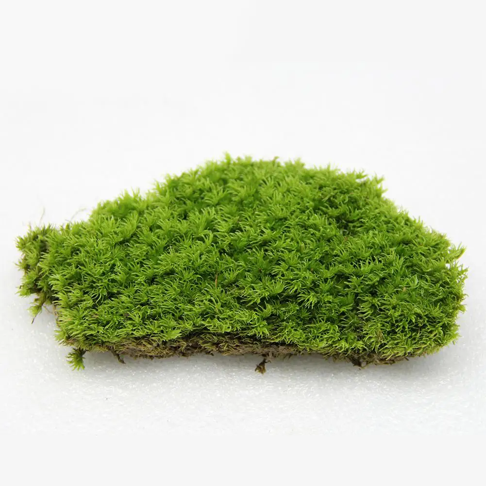 LanLan Air-drying Moss Miniature Garden Ornament DIY Craft Dollhouse Flowerpot Decoration-40
LanLan Air-drying Moss Miniature Garden Ornament DIY Craft Dollhouse Flowerpot Decoration-40