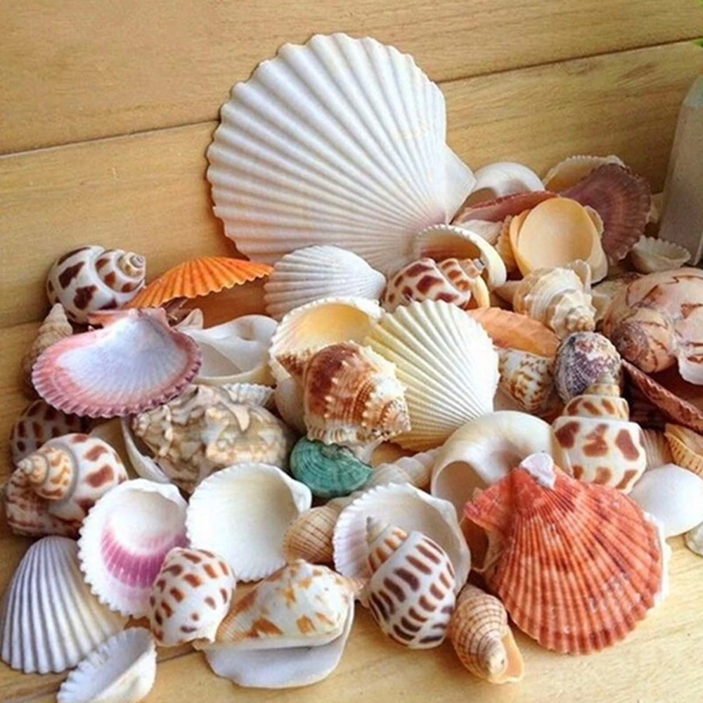 

100G Beach Seashell Mediterranean style DIY Fashion Mix Sea Shells Natural Crafts for Aquarium Fish Tank Decor sea conch