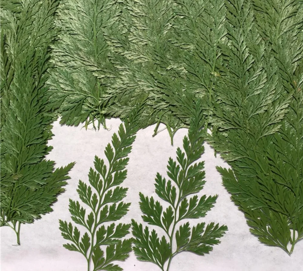 250pcs Pressed Dried 5-8cm Stenoloma Chusanum Ching Leaves Plant Herbarium For Jewelry Postcard Invitation Card Phone Case DIY
250pcs Pressed Dried 5-8cm Stenoloma Chusanum Ching Leaves Plant Herbarium For Jewelry Postcard Invitation Card Phone Case DIY
