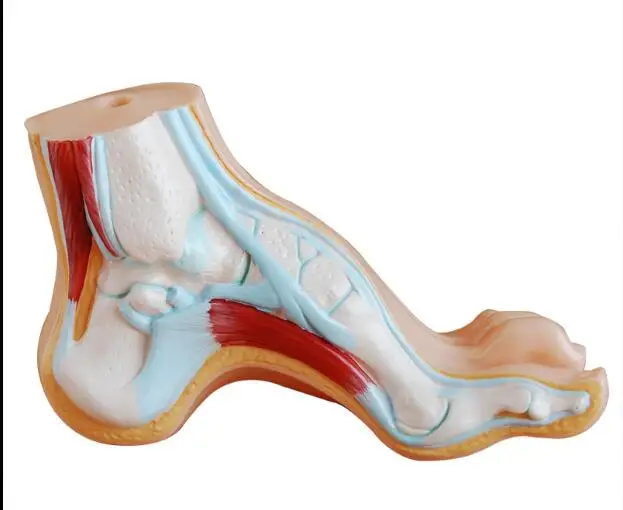 Анатомическая модель подножия нормальной ноги плоскостопие арочный ног