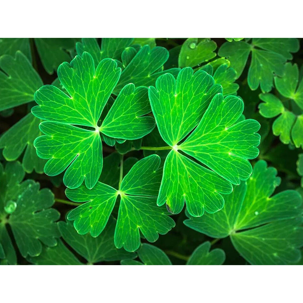 5D Diamond Painting Landscape Pattern Rhinestones Pictures Diamond Embroidery Lucky Clover Diamond Mosaic Christmas Decorations
5D Diamond Painting Landscape Pattern Rhinestones Pictures Diamond Embroidery Lucky Clover Diamond Mosaic Christmas Decorations