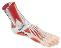 Anatomical Human Anatomical Models for High Simulation Adult Natural Large 1: 1 Pedal
Anatomical Human Anatomical Models for High Simulation Adult Natural Large 1: 1 Pedal