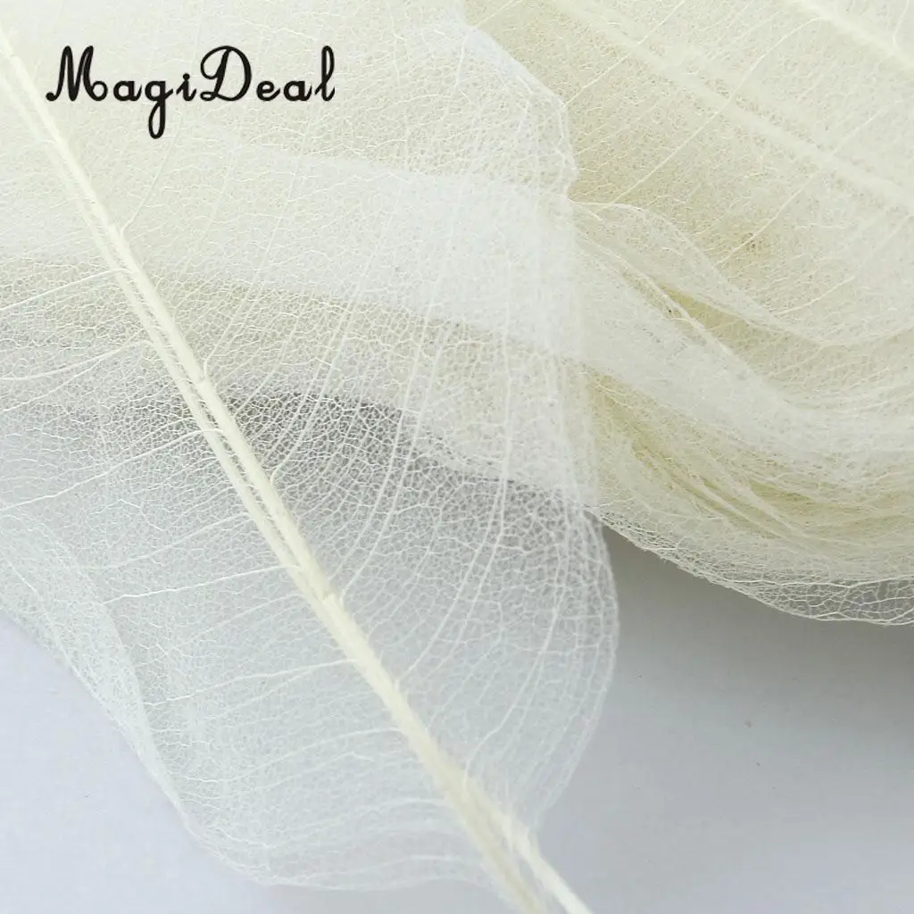 50Pcs Natural Magnolia Skeleton Leaf Leaves Card Scrapbook - White DIY Scrapbook Decors
50Pcs Natural Magnolia Skeleton Leaf Leaves Card Scrapbook - White DIY Scrapbook Decors