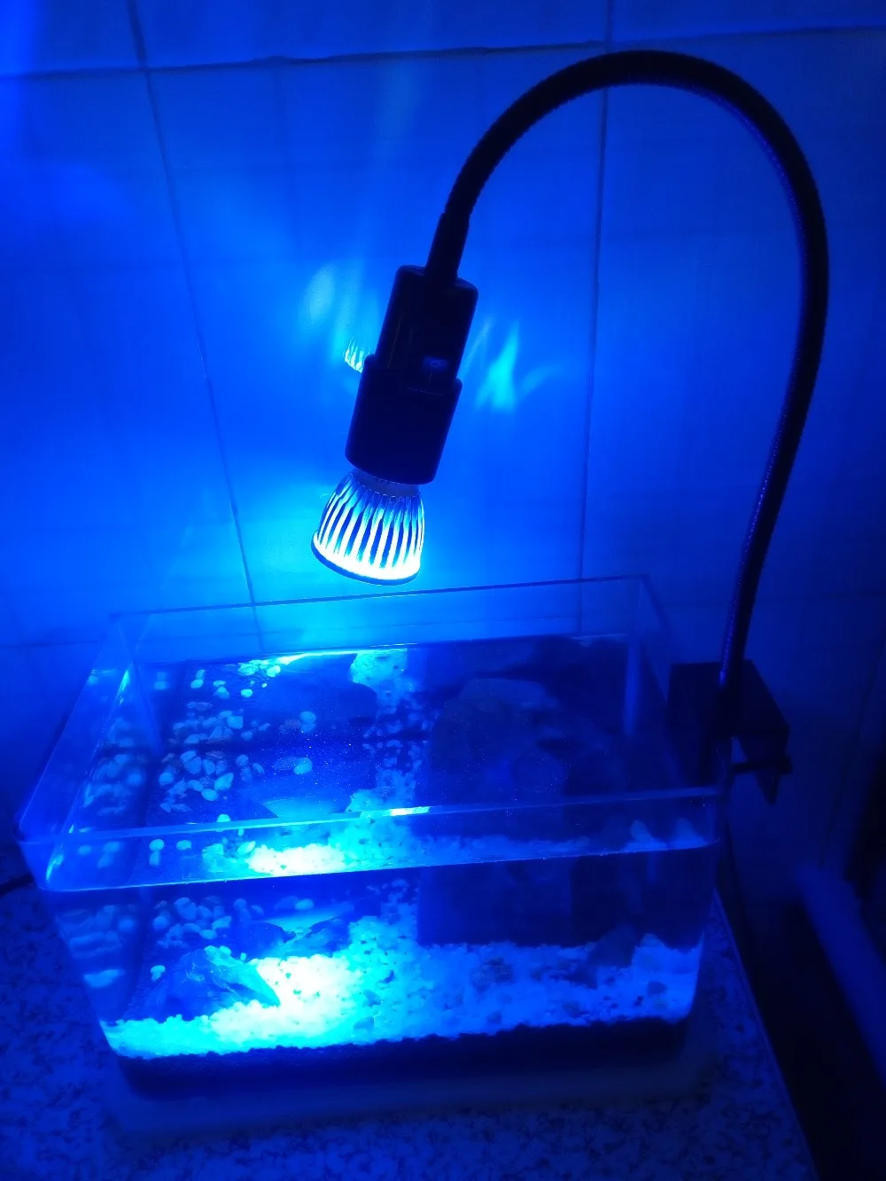 customize colors Led grow light marine coral reef algae aquarium lighting mini clamp lamp for small size tank
customize colors Led grow light marine coral reef algae aquarium lighting mini clamp lamp for small size tank