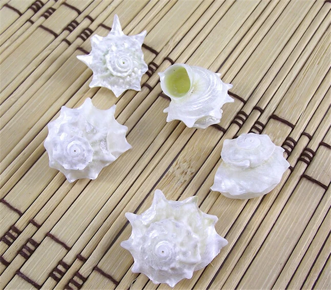2-3cm Conch Natural Seashell 12pcs/Lot Diy Mediterranean Office Wall Art vintage Home Decoration Accessories Free shipping
2-3cm Conch Natural Seashell 12pcs/Lot Diy Mediterranean Office Wall Art vintage Home Decoration Accessories Free shipping