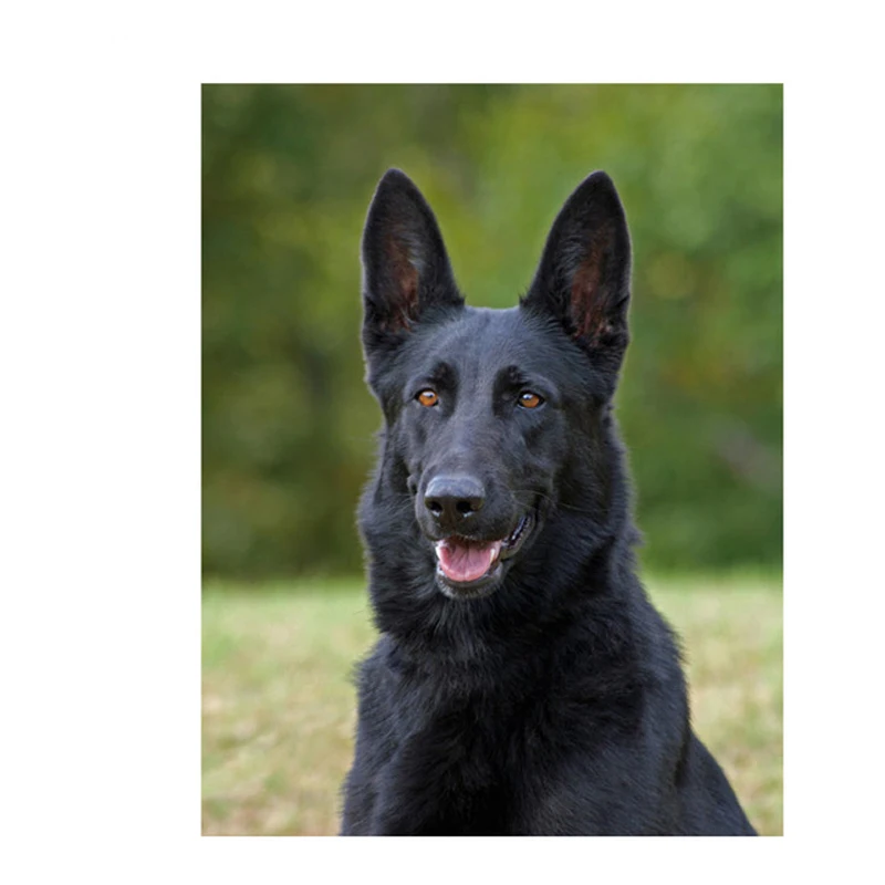 Diy 5d diamond painting black German Shepherd full dog diamond embroidery full square round diamond paintings by number ZP-341
Diy 5d diamond painting black German Shepherd full dog diamond embroidery full square round diamond paintings by number ZP-341