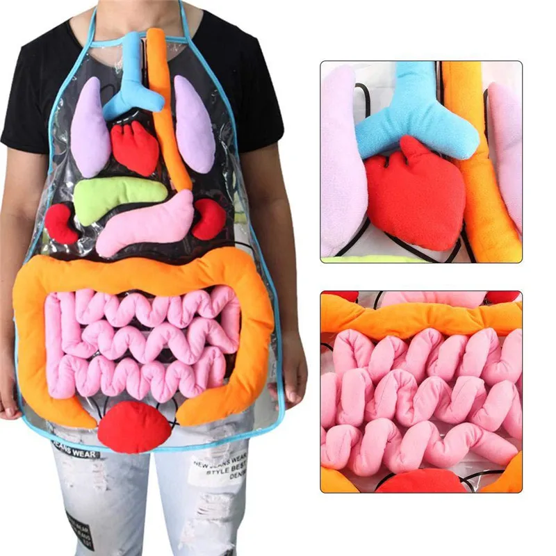 Anatomy School Apron Human Body Organs Awareness Educational Insigh Toys For School Learning Tools
Anatomy School Apron Human Body Organs Awareness Educational Insigh Toys For School Learning Tools