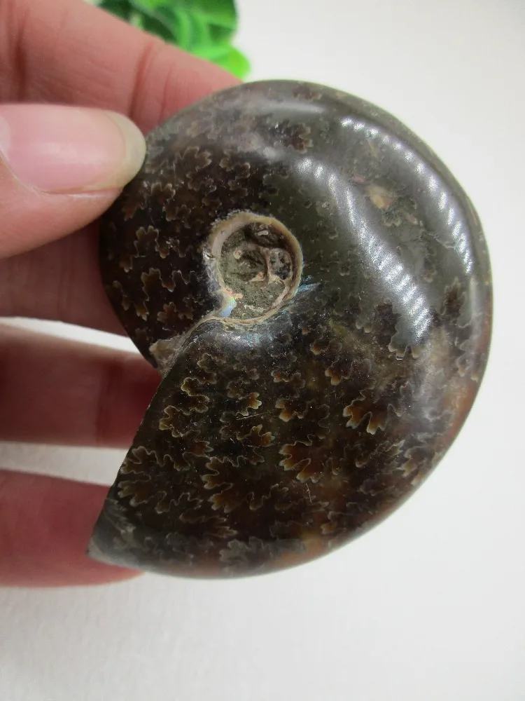 AAA Natural Colorful Ammonite Fossil Specimen Shell Mineral Healing Crystal Specimens Healing Home Decorations Furnishing
AAA Natural Colorful Ammonite Fossil Specimen Shell Mineral Healing Crystal Specimens Healing Home Decorations Furnishing