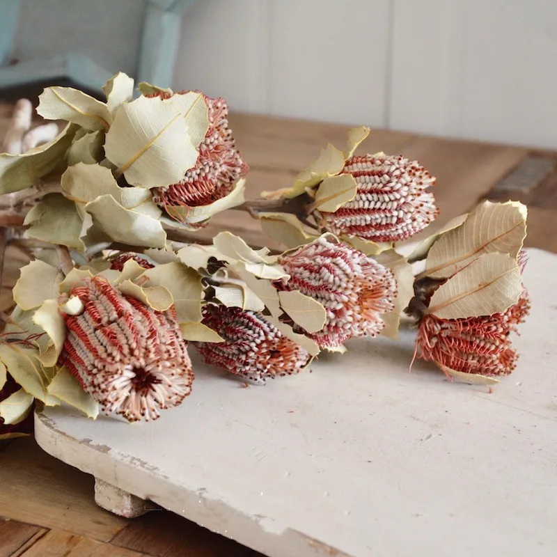 2pcs Natural dried flowers branch for DIY home art decoration of the living roomFree Shipping
2pcs Natural dried flowers branch for DIY home art decoration of the living roomFree Shipping