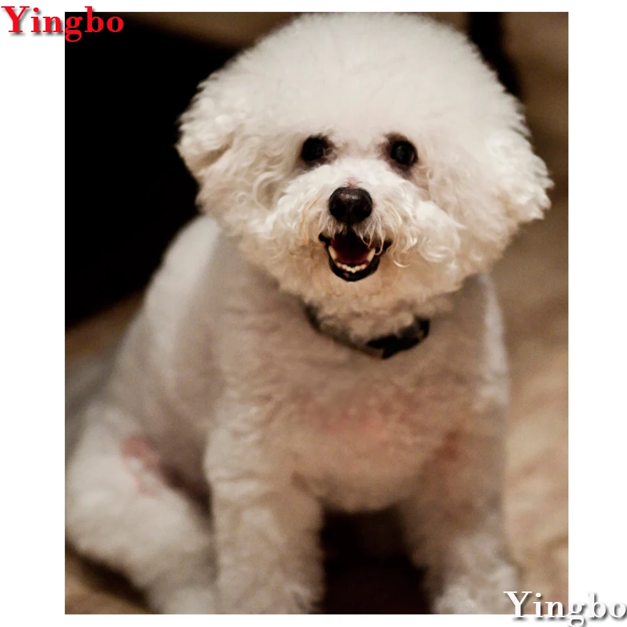 DIY Pet Photo Custom Diamond Painting Bichon Frise 3D Embroidery Sets Needlework Dog Picture Of Rhinestones Mosaic Crafts
DIY Pet Photo Custom Diamond Painting Bichon Frise 3D Embroidery Sets Needlework Dog Picture Of Rhinestones Mosaic Crafts