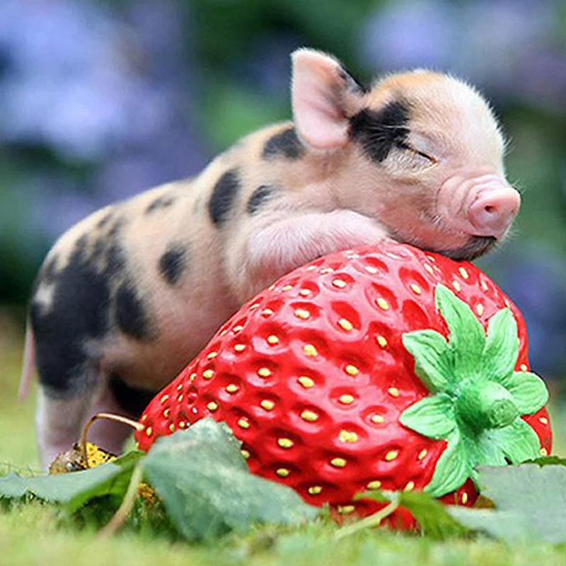5d full drill Needlework Diamond Embroidery Strawberry Cute Pig Diamond Painting Cross Stitch Round Drill Mosaic Home Decor
5d full drill Needlework Diamond Embroidery Strawberry Cute Pig Diamond Painting Cross Stitch Round Drill Mosaic Home Decor