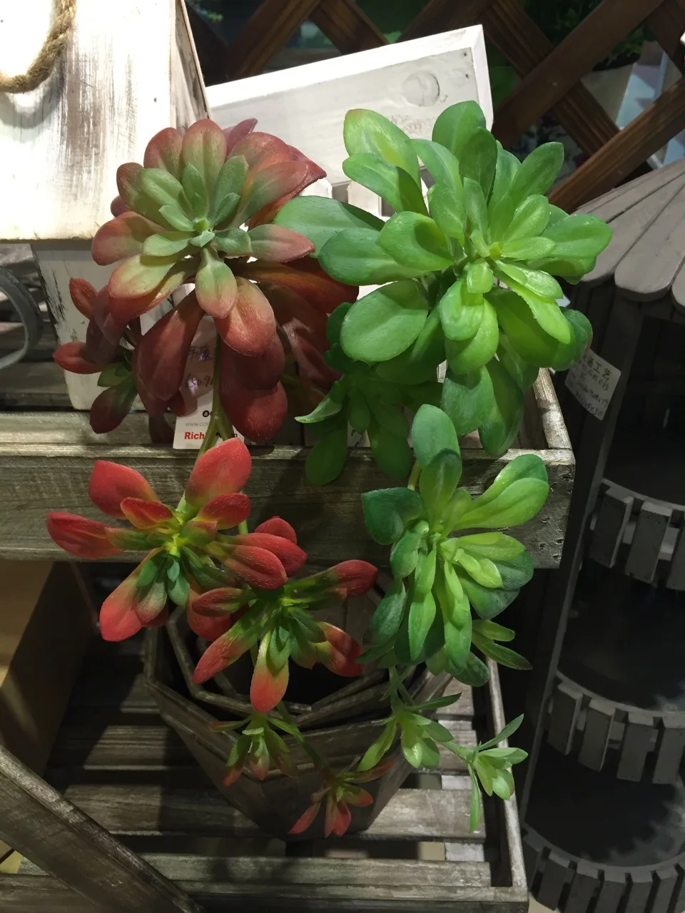 28cm length artificial succulent Aeonium arboreum lotus wedding bonquet arrangement grass
28cm length artificial succulent Aeonium arboreum lotus wedding bonquet arrangement grass