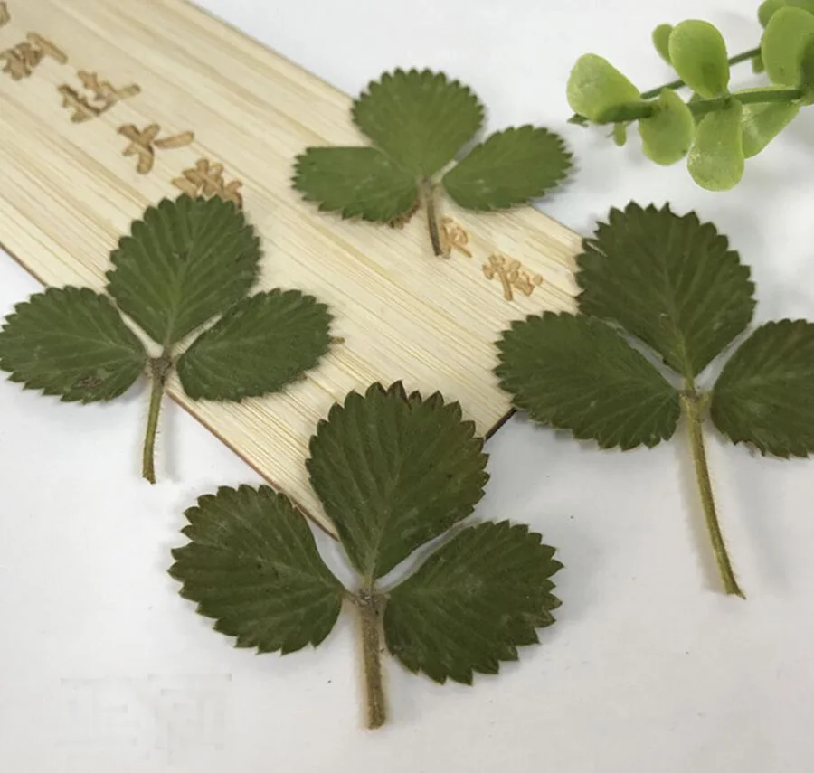 60pcs Pressed Dried Natural Strawberry Leaf Leaves Plant Herbarium For Jewelry Postcard Invitation Card Phone Case Craft DIY
60pcs Pressed Dried Natural Strawberry Leaf Leaves Plant Herbarium For Jewelry Postcard Invitation Card Phone Case Craft DIY