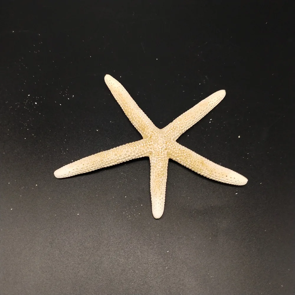 Hot 1Piece White Natural Finger Starfish Craft Decoration Natural Sea Star DIY Beach Cottage Wedding Decor crafts diy toys
Hot 1Piece White Natural Finger Starfish Craft Decoration Natural Sea Star DIY Beach Cottage Wedding Decor crafts diy toys