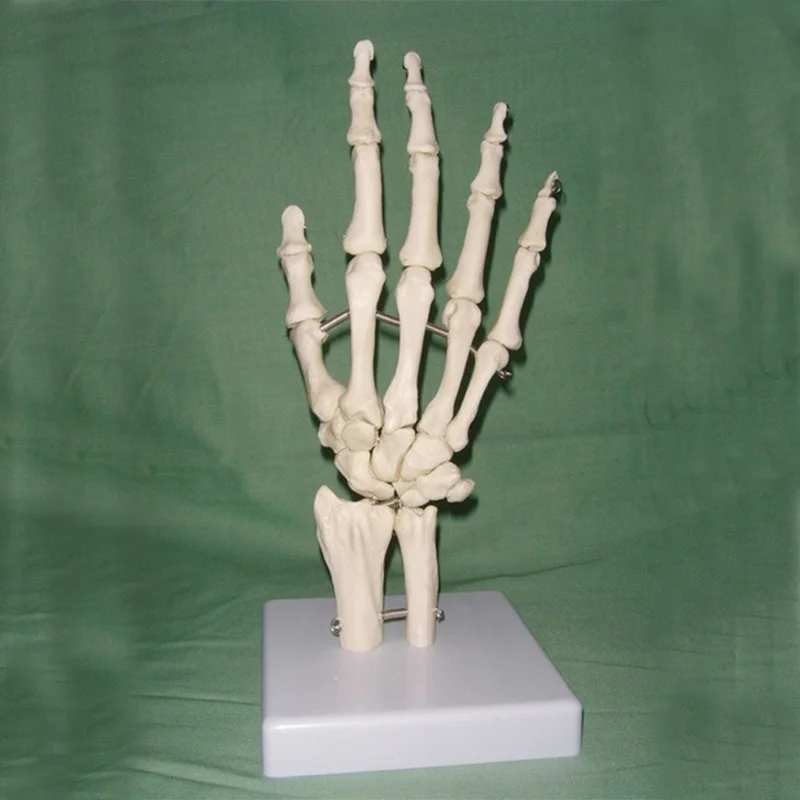 1:1 натуральный размер модель человеческого сустава ручной каркас костяная на