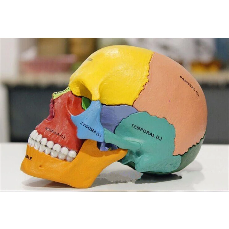 4D Master puzzle assembling toy human color bone organ anatomical model medical teaching | Канцтовары для офиса и