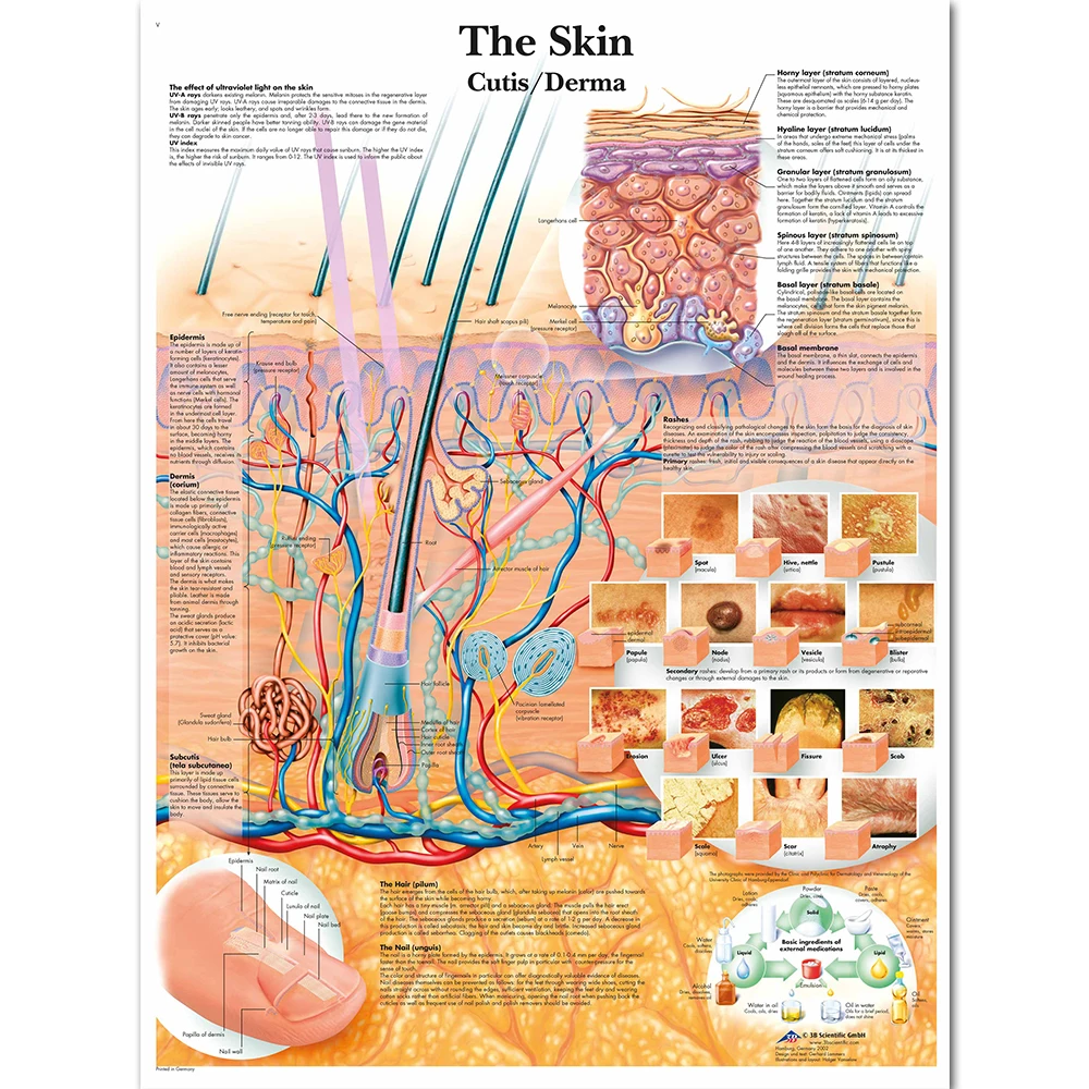 WANGART Anatomy Dissection Skin Anatomical Charts Posters Laminated Canvas print Wall Pictures for Medical Education Home Decor
WANGART Anatomy Dissection Skin Anatomical Charts Posters Laminated Canvas print Wall Pictures for Medical Education Home Decor