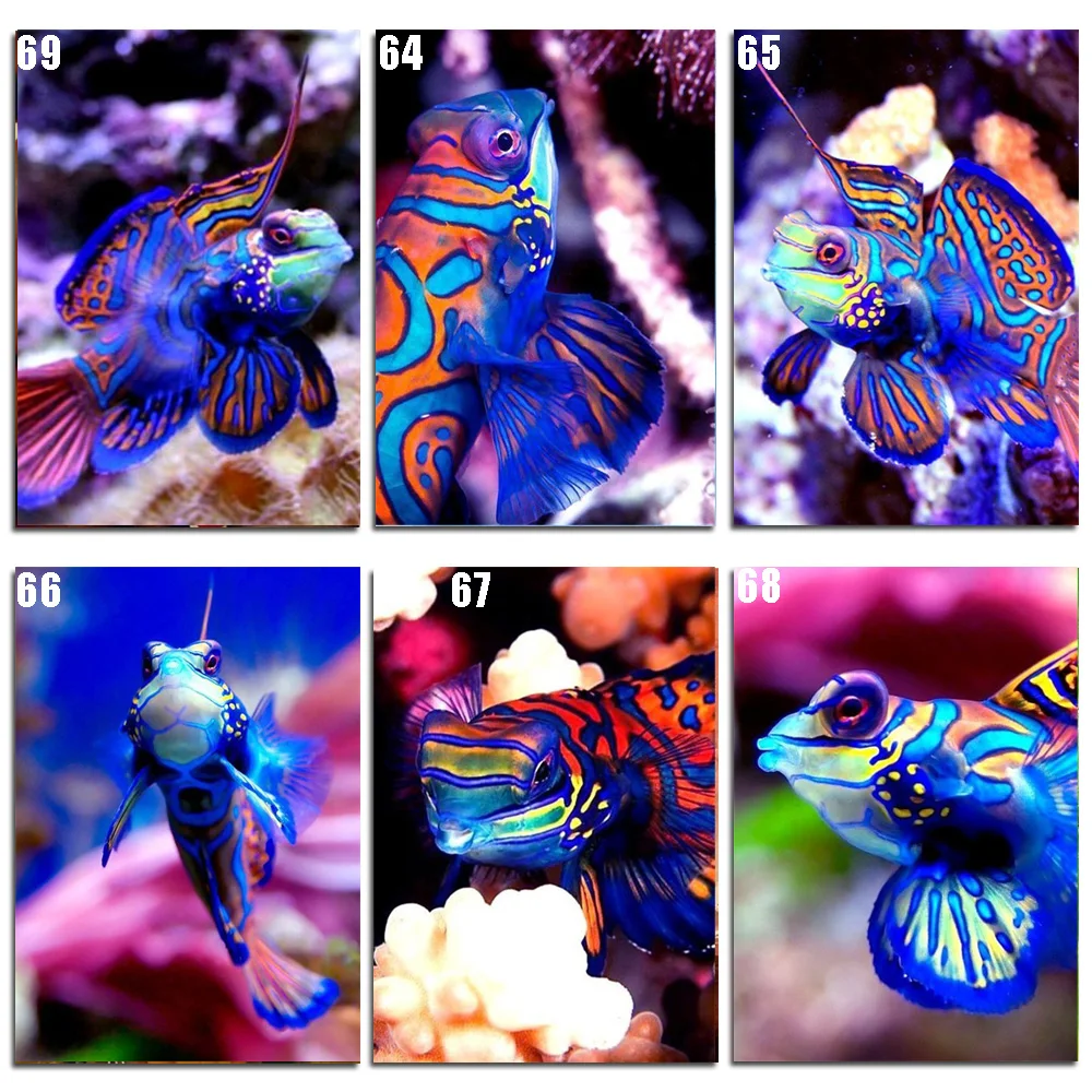 Peter ren DIY Diamond Painting Cross stitch kit 5D Round Diamond mosaic full icon Diamond Embroidery Crafts Color goldfish
Peter ren DIY Diamond Painting Cross stitch kit 5D Round Diamond mosaic full icon Diamond Embroidery Crafts Color goldfish
