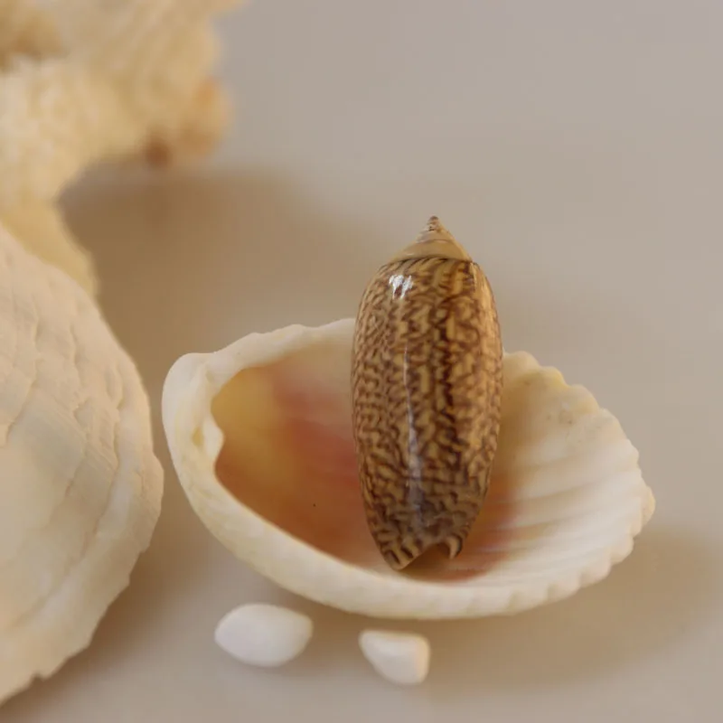 Free Shipping(10pcs/lot)Tent Olive Natural Shell & Conch Home Decoration Aquarium Landscaping Micro Landscape Decoration
Free Shipping(10pcs/lot)Tent Olive Natural Shell & Conch Home Decoration Aquarium Landscaping Micro Landscape Decoration