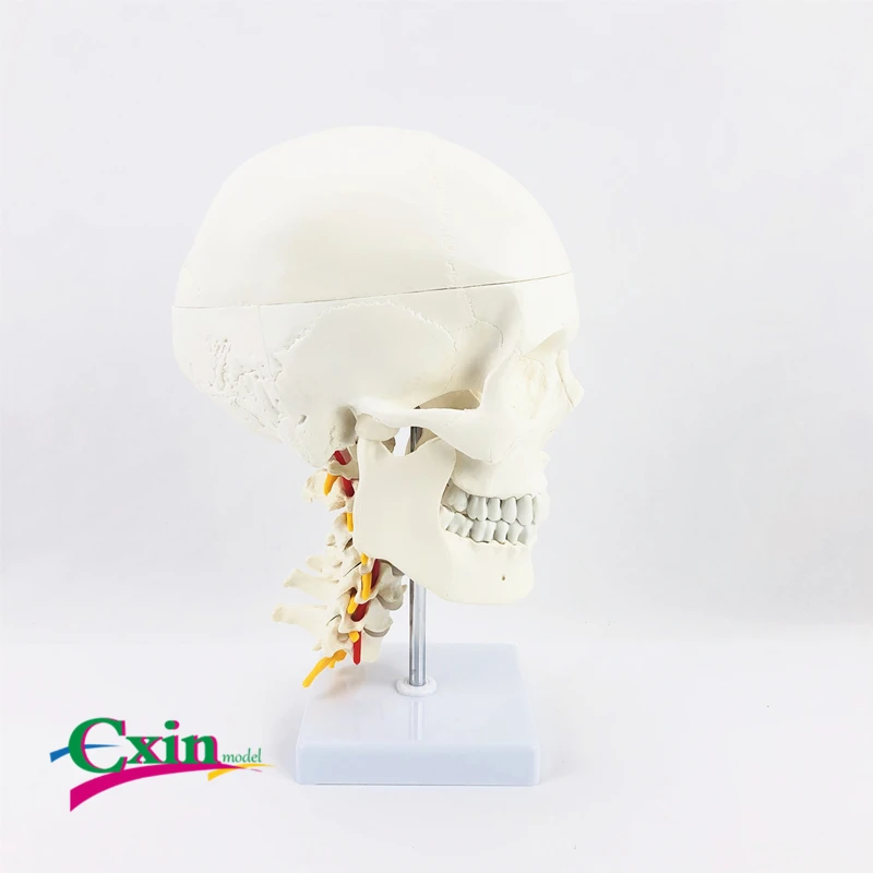 Модель человеческого черепа с шейным позвонком взрослый череп оральная модель