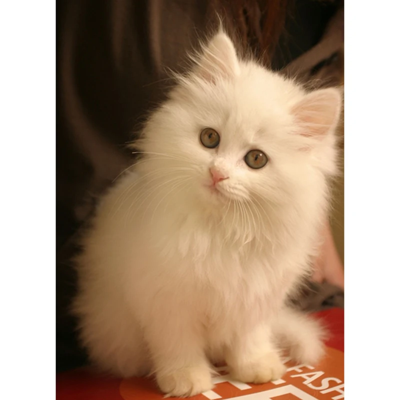 Full Drilled square Cat Needlework diy diamond painting cross stitch square diamond embroidery rhinestone Home Decoration M019
Full Drilled square Cat Needlework diy diamond painting cross stitch square diamond embroidery rhinestone Home Decoration M019