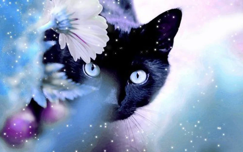 3D Cross Stitch Diy Diamond Painting Spirit Of BLACK CAT Diamond Embroidery Home Decoration Wall Sticker Diamond Mosaic Z241
3D Cross Stitch Diy Diamond Painting Spirit Of BLACK CAT Diamond Embroidery Home Decoration Wall Sticker Diamond Mosaic Z241