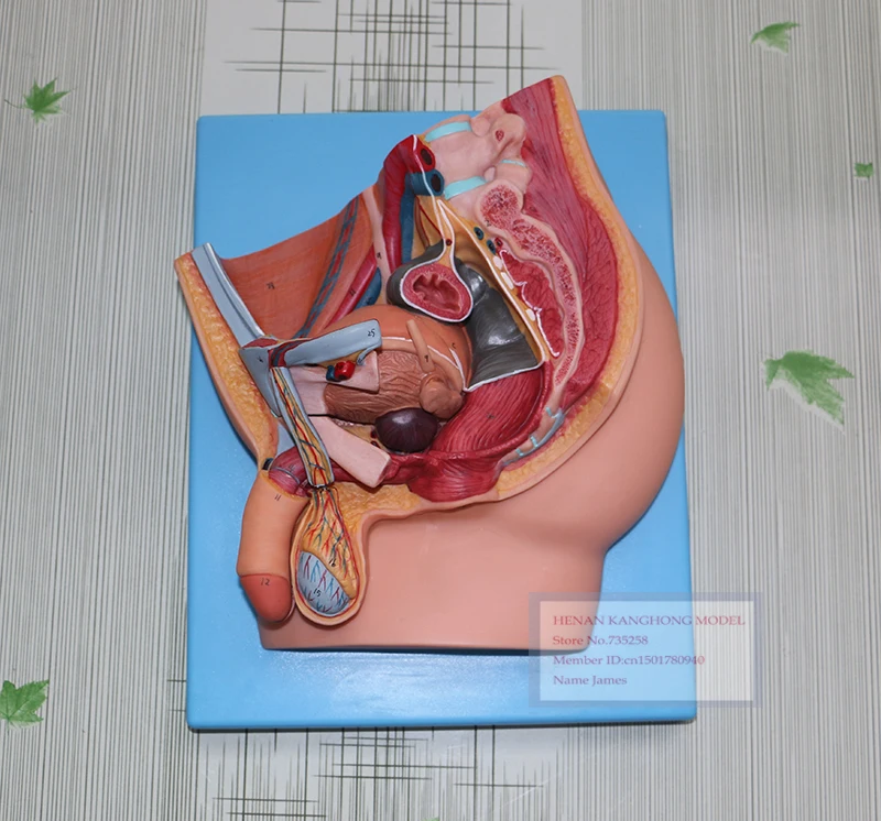 Median Section of Male Pelvis,Male Pelvic Plane Model,Center of the Pelvic Cavity Sagittal Anatomy Model
Median Section of Male Pelvis,Male Pelvic Plane Model,Center of the Pelvic Cavity Sagittal Anatomy Model