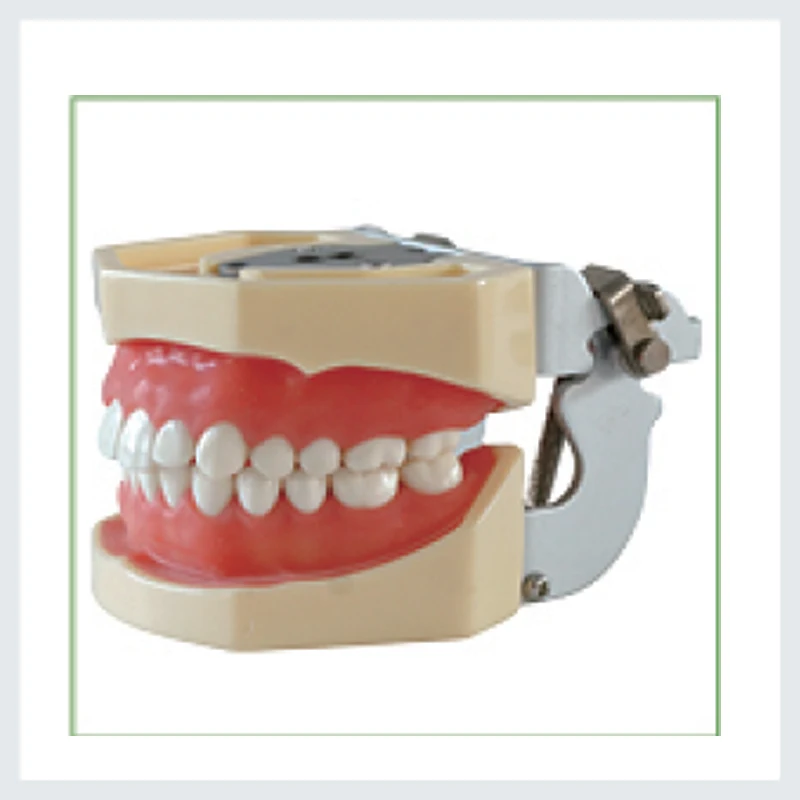 1 Piece Dental teeth Standard Model 28pcs,Soft Gum,Screw fixed, FE Articulator
1 Piece Dental teeth Standard Model 28pcs,Soft Gum,Screw fixed, FE Articulator