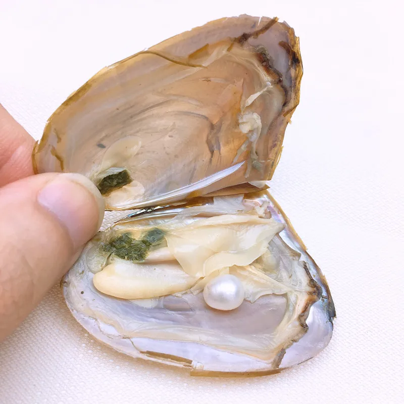 7-8MM Natural Pearl Freshwater Cultured Oval Bead Vacuum-Packed Oysters Pearl Oyster Pearl Mussel Christmas Gift
7-8MM Natural Pearl Freshwater Cultured Oval Bead Vacuum-Packed Oysters Pearl Oyster Pearl Mussel Christmas Gift