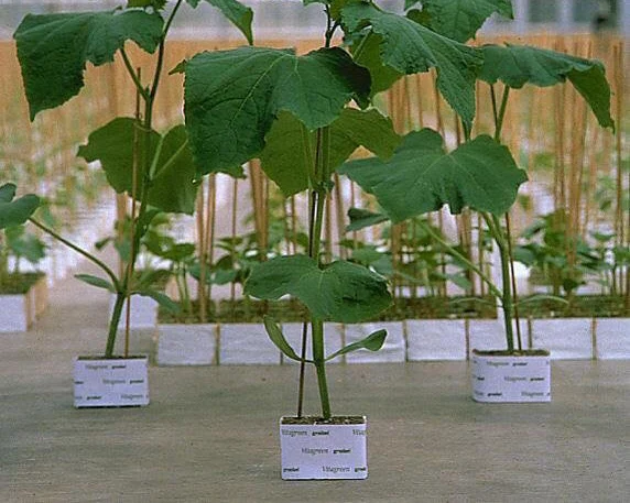 (20pcs/pack)Grodan 2" Starter Plugs Cubes-rockwool hydroponic grow media. Propagation Cloning Rockwool Cubes
(20pcs/pack)Grodan 2" Starter Plugs Cubes-rockwool hydroponic grow media. Propagation Cloning Rockwool Cubes