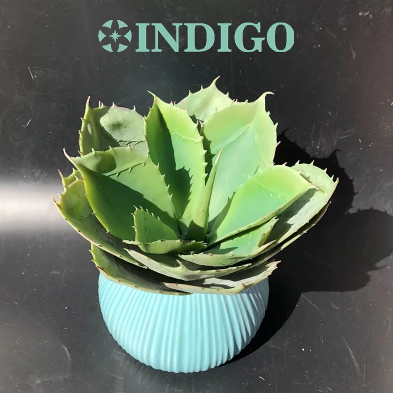 INDIGO- Wholesale 50 pcs Green Big Desert Aloe Succulent Plant Plastic Flower Decoration Green Plant Background Interior Trim
INDIGO- Wholesale 50 pcs Green Big Desert Aloe Succulent Plant Plastic Flower Decoration Green Plant Background Interior Trim