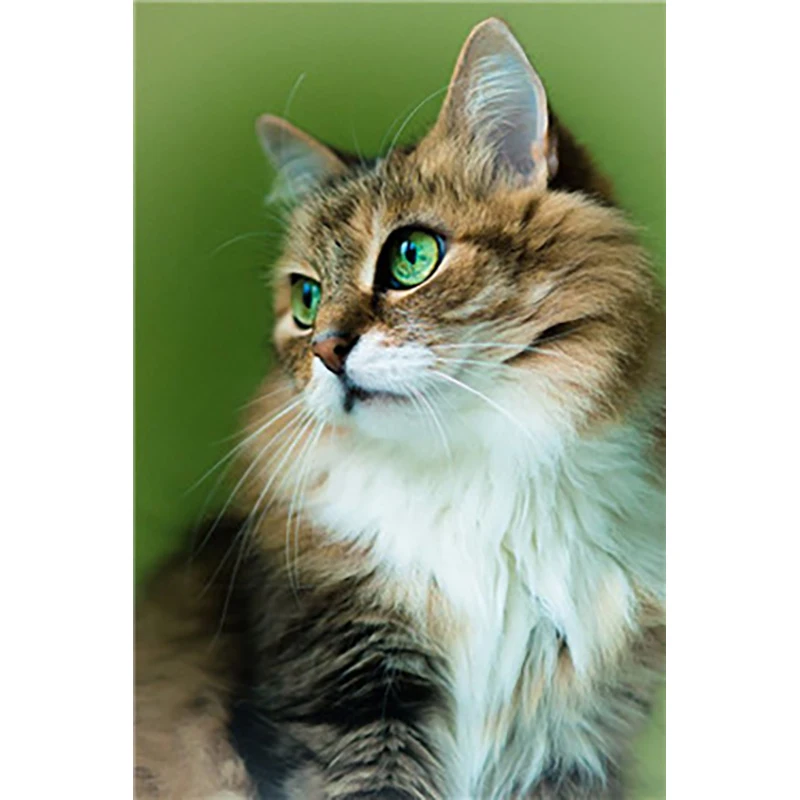 LaoJieYuan Full Round Square Diamond Painting Animals Cat Cross Stitch Kit Diamond Embroidery DIY Diamond Mosaic Crafts gift
LaoJieYuan Full Round Square Diamond Painting Animals Cat Cross Stitch Kit Diamond Embroidery DIY Diamond Mosaic Crafts gift