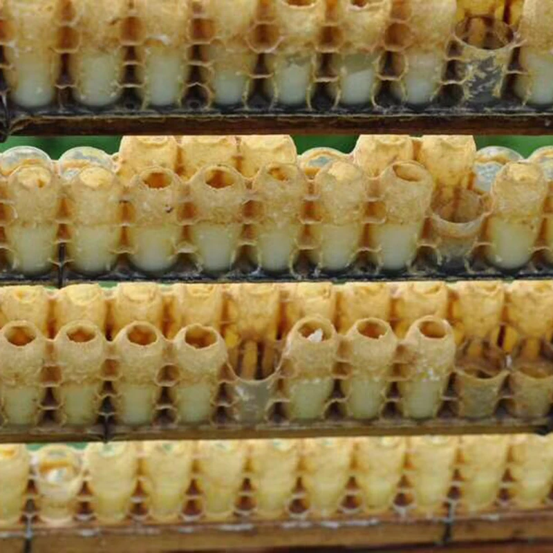 30 pcs Beehive Tools 63 Holes Double Row Queen Bee Device Set Artificial Beekeeping Device Bee Tools
30 pcs Beehive Tools 63 Holes Double Row Queen Bee Device Set Artificial Beekeeping Device Bee Tools