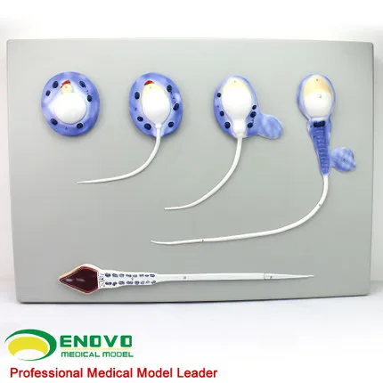 Spermiogenesis process model sperm model male reproductive system reproductive male model
Spermiogenesis process model sperm model male reproductive system reproductive male model