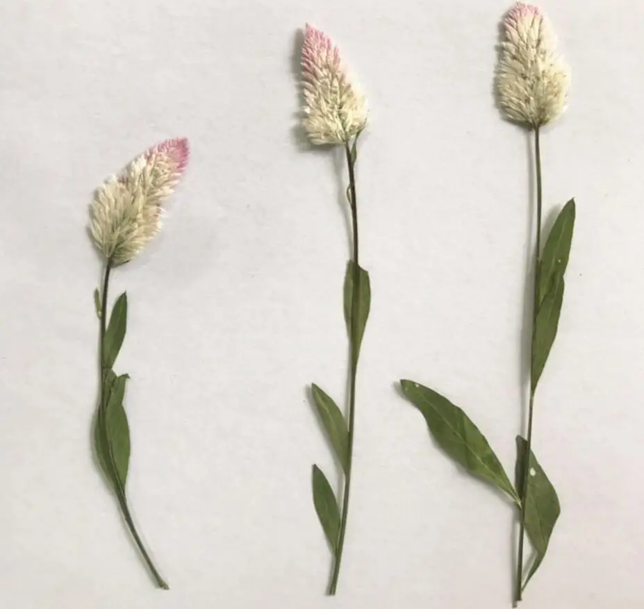 60pcs Pressed Dried Natural Celosia Cristata L. Flower Plants Herbarium For Jewelry Postcard Phone Case Invitation Card DIY
60pcs Pressed Dried Natural Celosia Cristata L. Flower Plants Herbarium For Jewelry Postcard Phone Case Invitation Card DIY