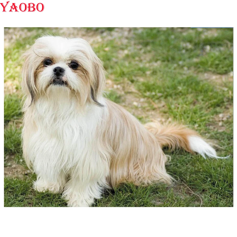 DIY Diamond Embroidery Shih Tzu Pet Dog 5d Full Square round Drill Diamond Painting,Cross Stitch,diamond mosaic animal picture
DIY Diamond Embroidery Shih Tzu Pet Dog 5d Full Square round Drill Diamond Painting,Cross Stitch,diamond mosaic animal picture