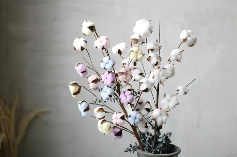 20 Heads Preserved Cotton Flower With Stems For Wedding Party Holiday Birthday Gift Favor Home Office Hotel Decoration
20 Heads Preserved Cotton Flower With Stems For Wedding Party Holiday Birthday Gift Favor Home Office Hotel Decoration