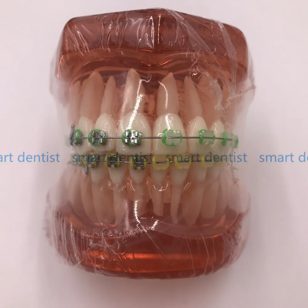 CMAM Dental Anatomical Model Natural Size Comprehensive Orthodontic Tooth Model 28 Teeth Metal Brackets
CMAM Dental Anatomical Model Natural Size Comprehensive Orthodontic Tooth Model 28 Teeth Metal Brackets