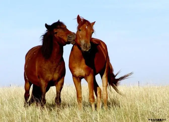 Needlework,Two horses on the grassland embroidery,Unprinted DIY Aide Cross stitch kits,Art Pattern counted Cross-Stitching decor
Needlework,Two horses on the grassland embroidery,Unprinted DIY Aide Cross stitch kits,Art Pattern counted Cross-Stitching decor