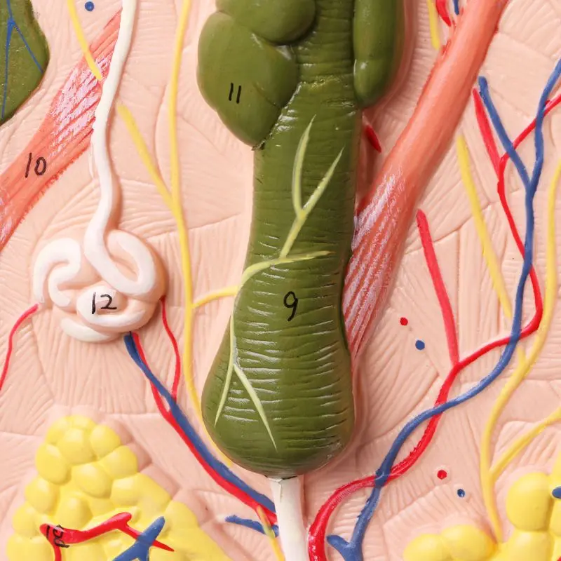 2019 NEW Human Skin Model Block Enlarged Plastic Anatomical Anatomy Medical Teaching Tool Dropshipping
2019 NEW Human Skin Model Block Enlarged Plastic Anatomical Anatomy Medical Teaching Tool Dropshipping